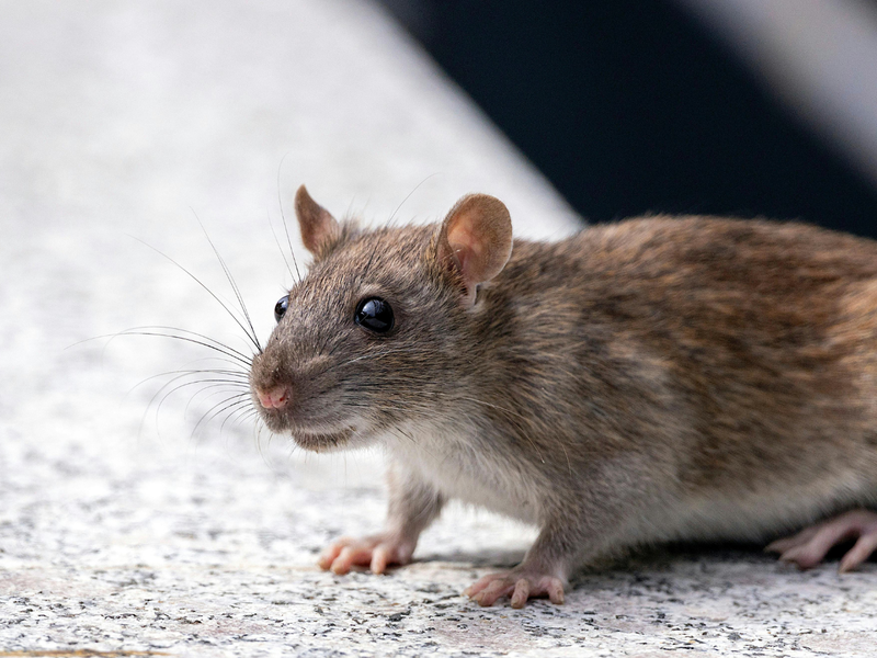Close-up side view of a brown Norway rat crouching attentively on a speckled concrete ledge