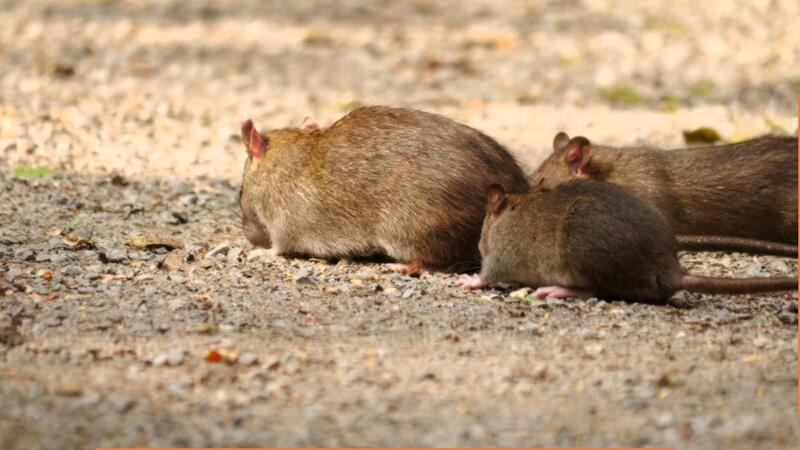 A group of three brown rats foraging on a gravel surface outdoors