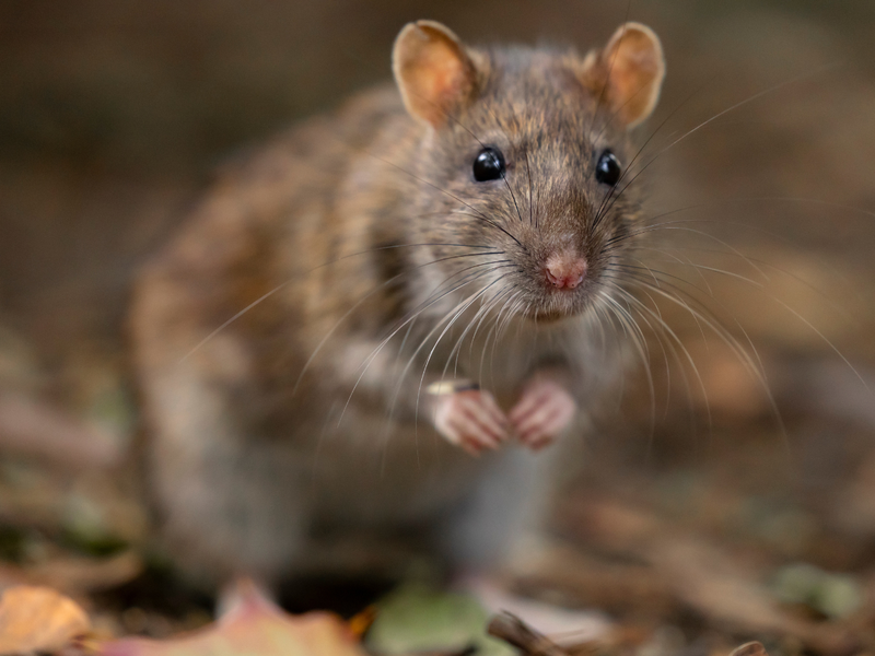 Brown Rat Standing on Hind Legs Outdoors A brown rat standing upright on its hind legs with front paws raised among leaves