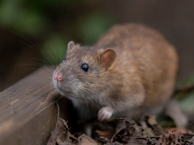 A close-up side view of a brown Norway rat perched beside a weathered wood plank