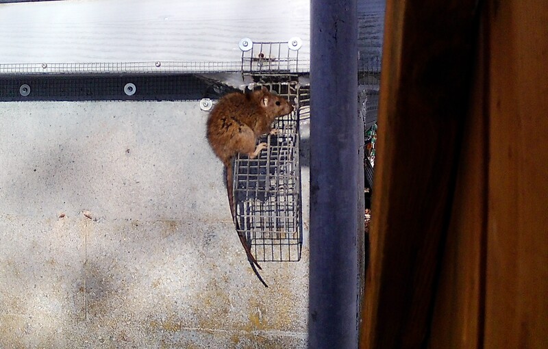 Rat Exiting Through One-Way Exclusion Door A brown rat perched on a wire mesh one-way exclusion door installed against a concrete foundation