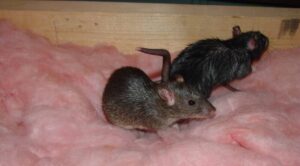 Two rats are sitting on pink fiberglass insulation next to a wooden attic beam.