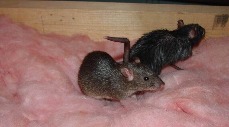 Two rats are sitting on pink fiberglass insulation next to a wooden attic beam.