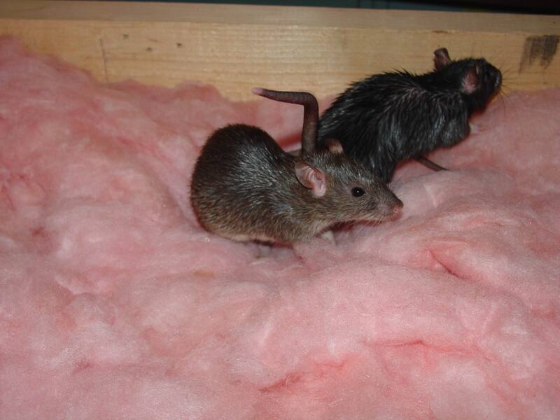 Two young rats crawling on pink fiberglass attic insulation near a wooden beam