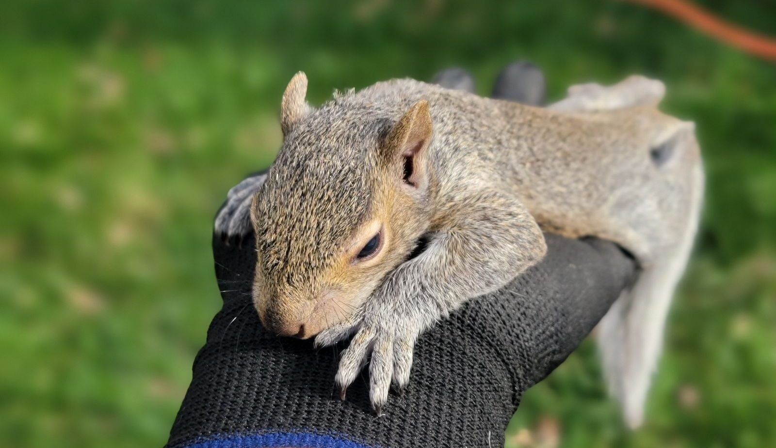 A small rehabilitated grey squirrel resting calmly across a gloved hand outdoors