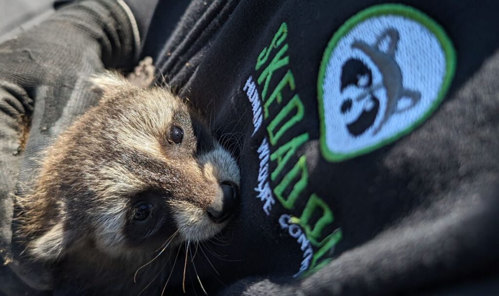 Rescued Baby Raccoon Cuddled Against Skedaddle Logo A rescued baby raccoon held closely next to the Skedaddle Humane Wildlife Control logo on a black sweatshirt