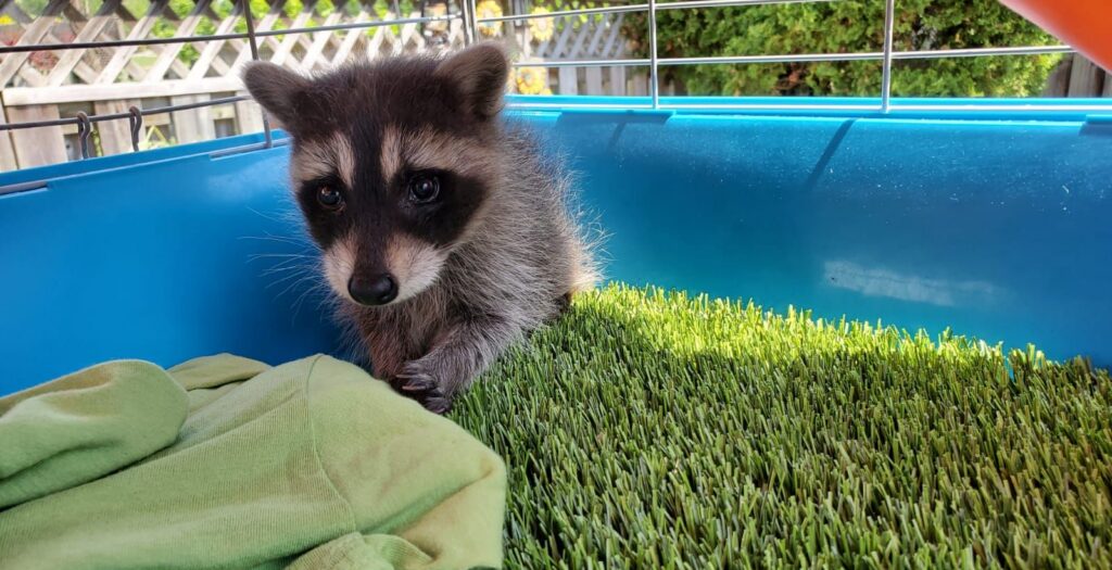 Rescued Baby Raccoon Kit in Lined Enclosure A small baby raccoon kit sitting on artificial grass inside a blue transport crate outdoors