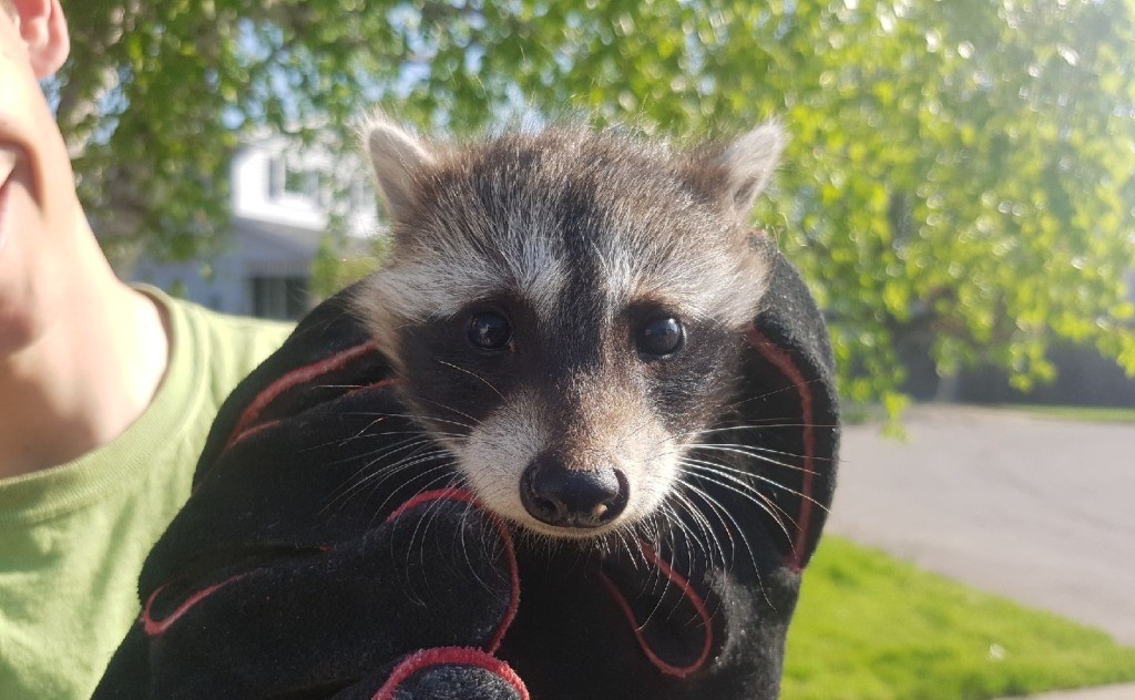 A small baby raccoon kit wrapped gently in black heavy-duty protective gloves outdoors