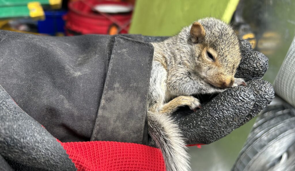 Rescued Baby Squirrel Sleeping in Gloved Hand