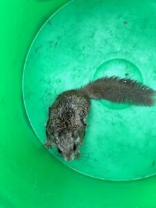 Rescued Flying Squirrel Inside Green Container A small wet flying squirrel resting at the bottom of a bright green bucket during wildlife rescue