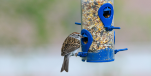 A small brown sparrow perched on a blue tube feeder filled with mixed bird seed