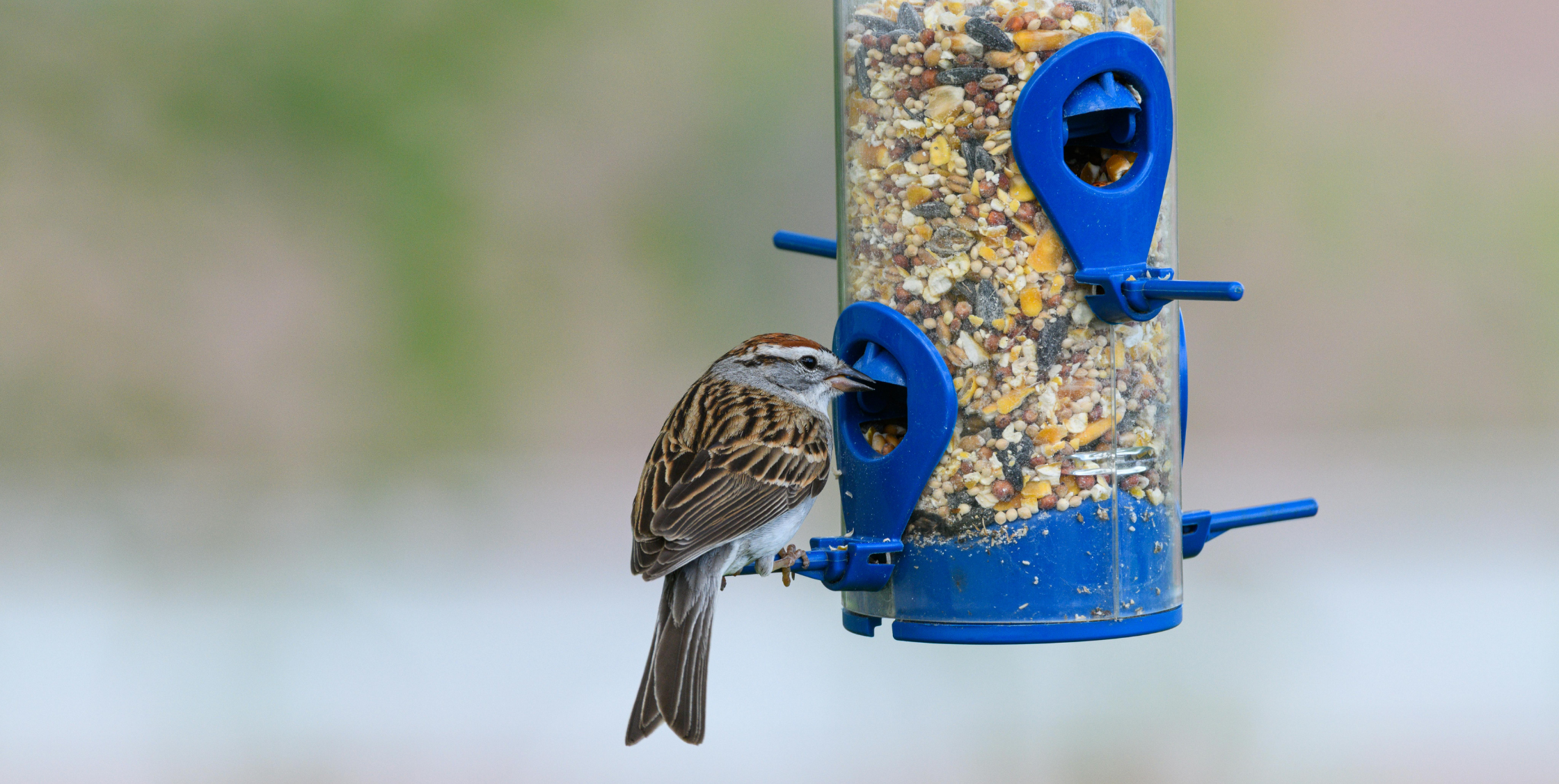 A small brown sparrow perched on a blue tube feeder filled with mixed bird seed