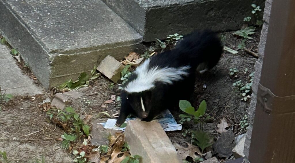 A black and white striped skunk crawling along the dirt foundation beside concrete porch stairs and a brown gutter downspout