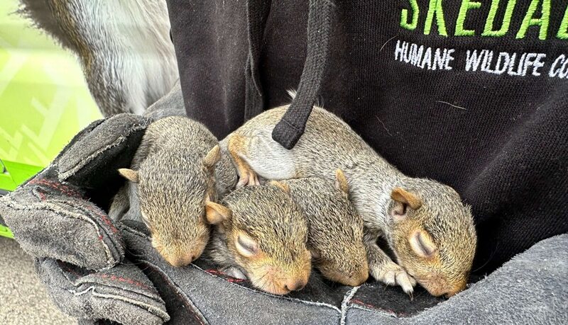 Wildlife Technician Holding Rescued Baby Squirrels Four newborn baby squirrels sleeping safely in the gloved hands of a Skedaddle wildlife technician