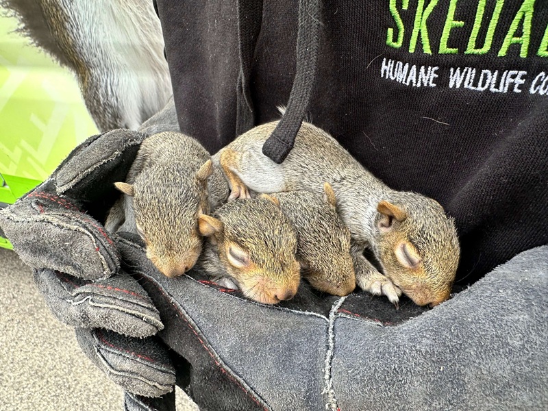 Skedaddle Ottawa technician holding baby squirrels found during a Nepean humane inspection &mdash; no traps, no poison, no lethal removal.