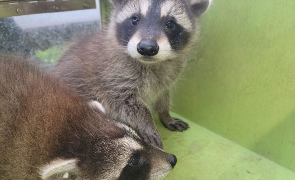 Two Baby Raccoons Resting in Transport Box Two young baby raccoons inside a bright green wooden enclosure or transport box