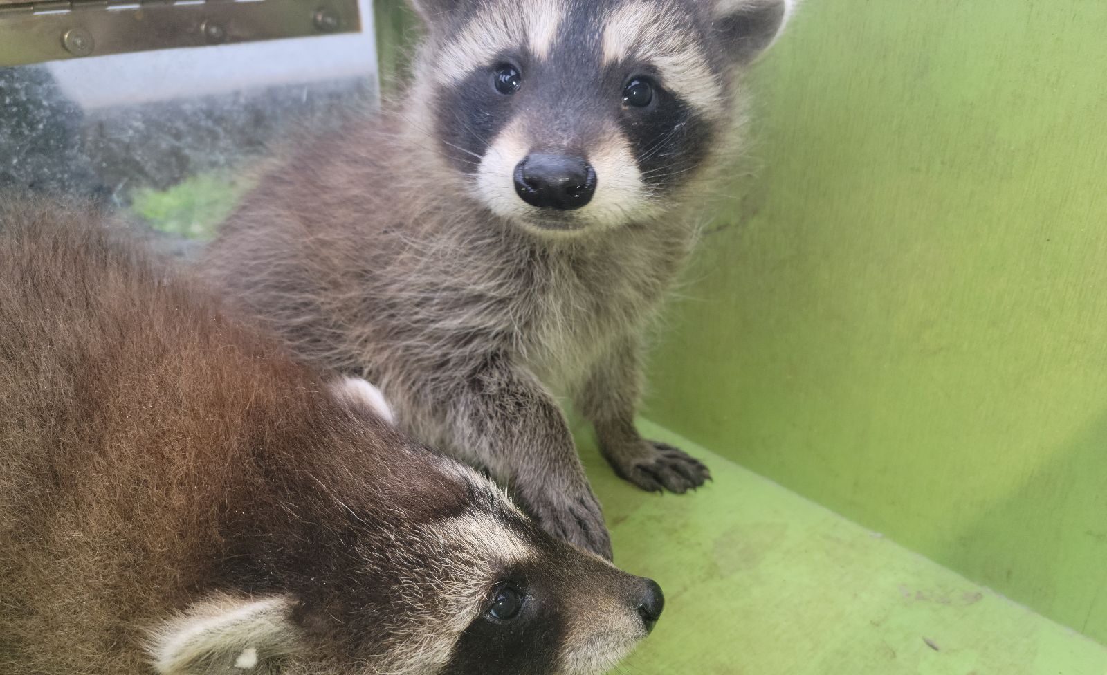 Two young baby raccoons inside a bright green wooden enclosure or transport box