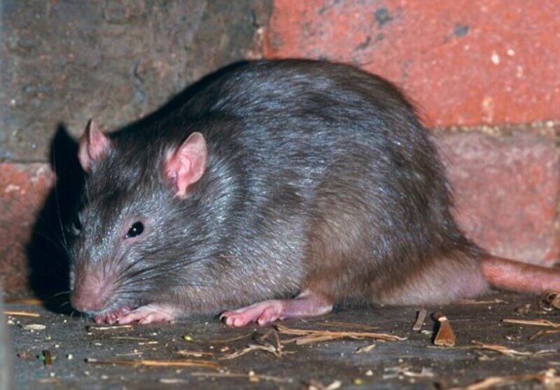 A dark-furred rat crouching low against a red brick foundation wall