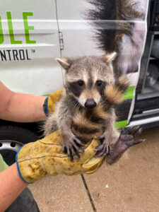 A small baby raccoon held safely in gloved hands in front of a Skedaddle service van