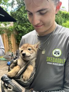 A Skedaddle wildlife technician smiling while gently holding a young coyote pup in protective gloves