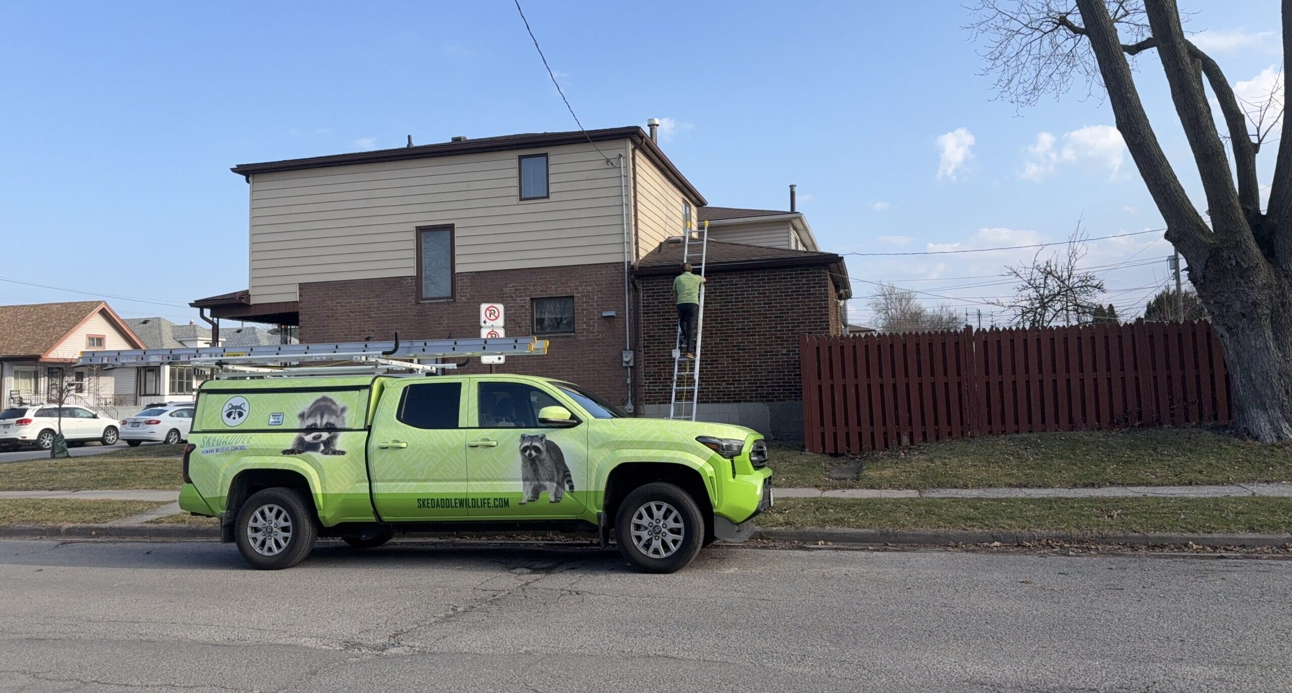 A bright green Skedaddle Humane Wildlife Control truck parked on a residential street with a technician on an extension ladder inspecting a roof