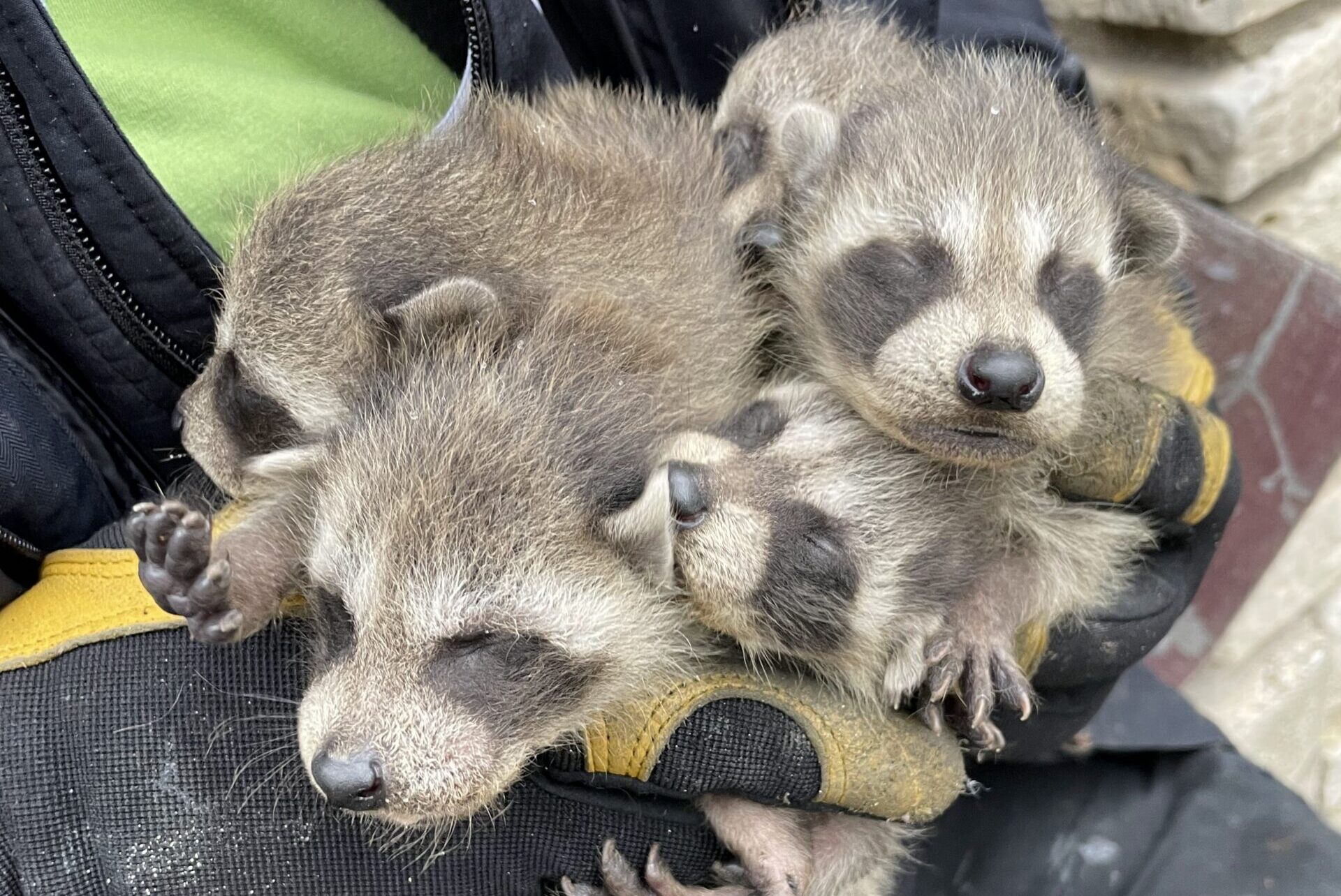 Three newborn baby raccoon kits sleeping peacefully in the gloved hands of a wildlife technician