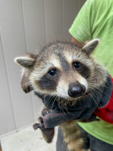 A juvenile raccoon with wide dark eyes held safely in heavy-duty protective gloves by a technician