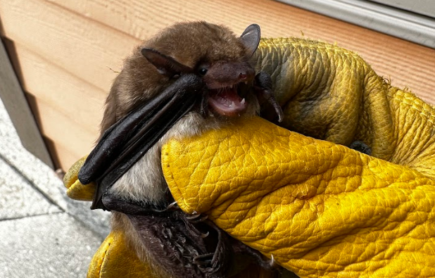 A small brown bat with its mouth open held safely in a yellow protective wildlife glove outdoors