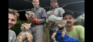 Four Skedaddle wildlife control technicians holding four rescued coyote pups safely in protective gloves