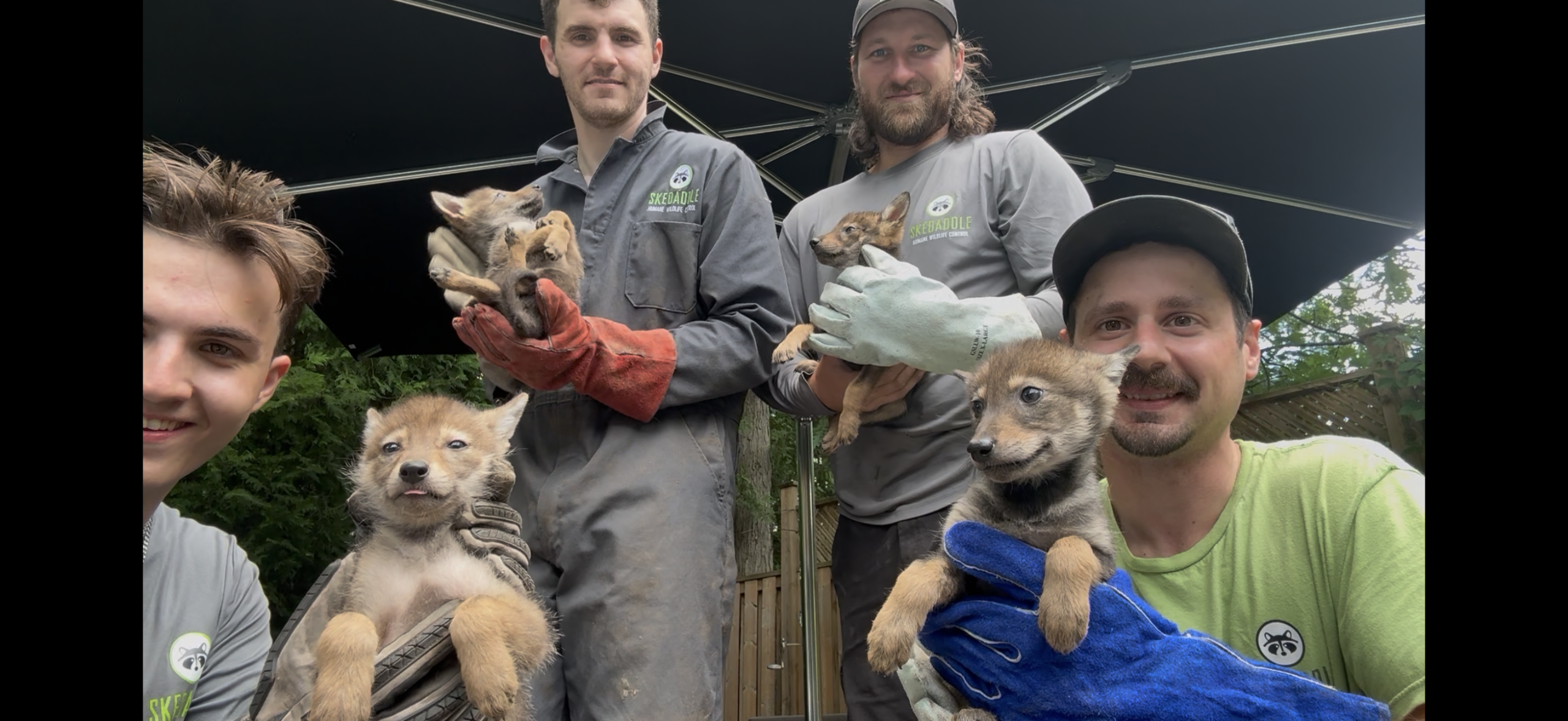 Four Skedaddle wildlife control technicians holding four rescued coyote pups safely in protective gloves