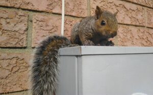 A small young grey squirrel with a bushy tail perched on a grey outdoor utility box against a red brick wall