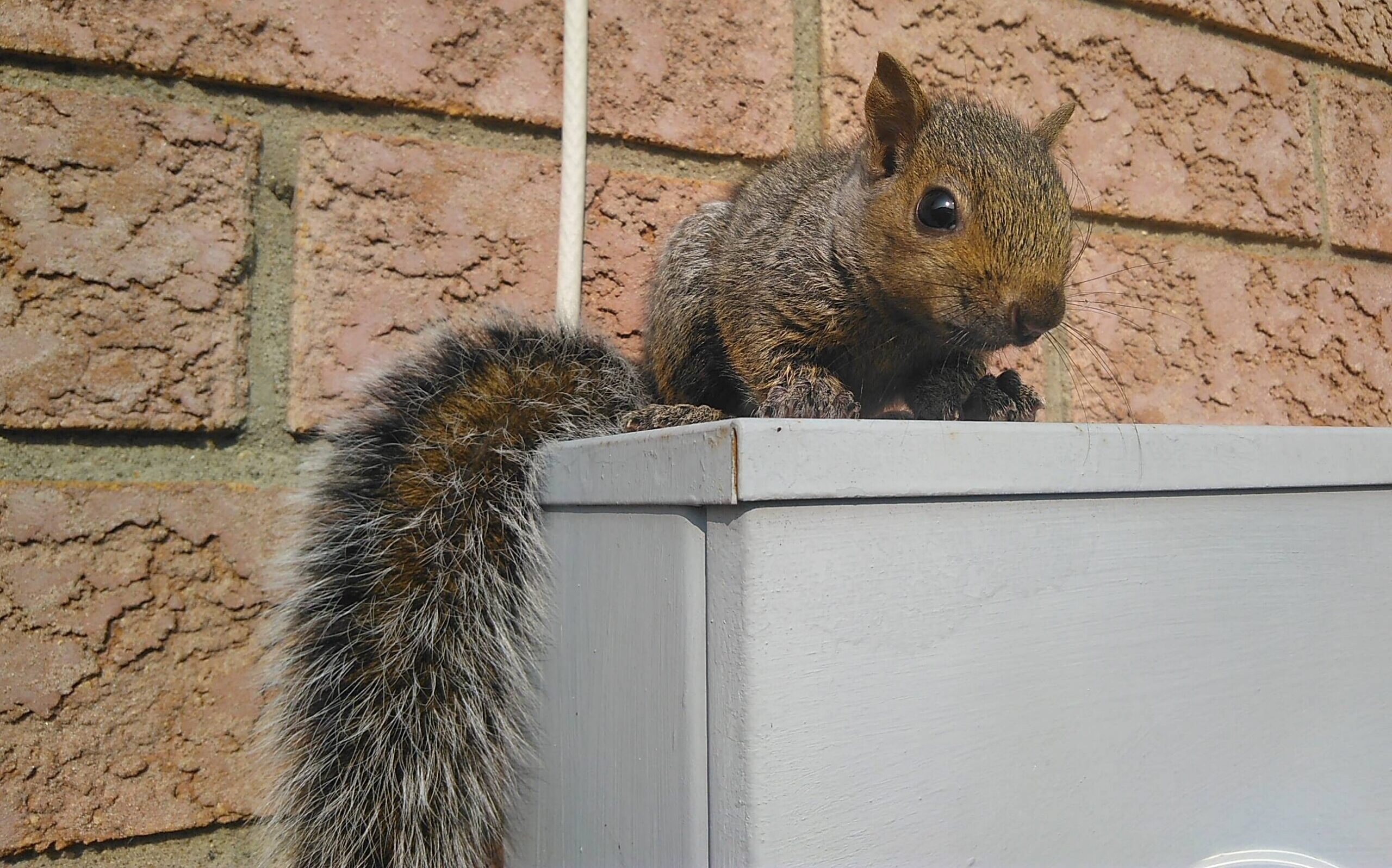 A small young grey squirrel with a bushy tail perched on a grey outdoor utility box against a red brick wall