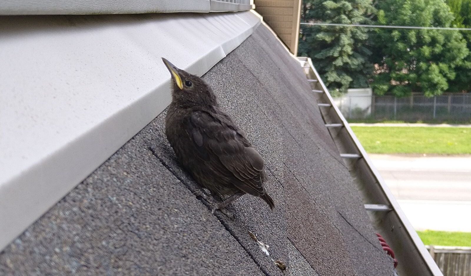 A small brown fledgling bird perching on dark roof shingles near a roof edge and flashing
