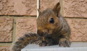 A juvenile eastern grey squirrel perched on a white metal ledge against a brick wall