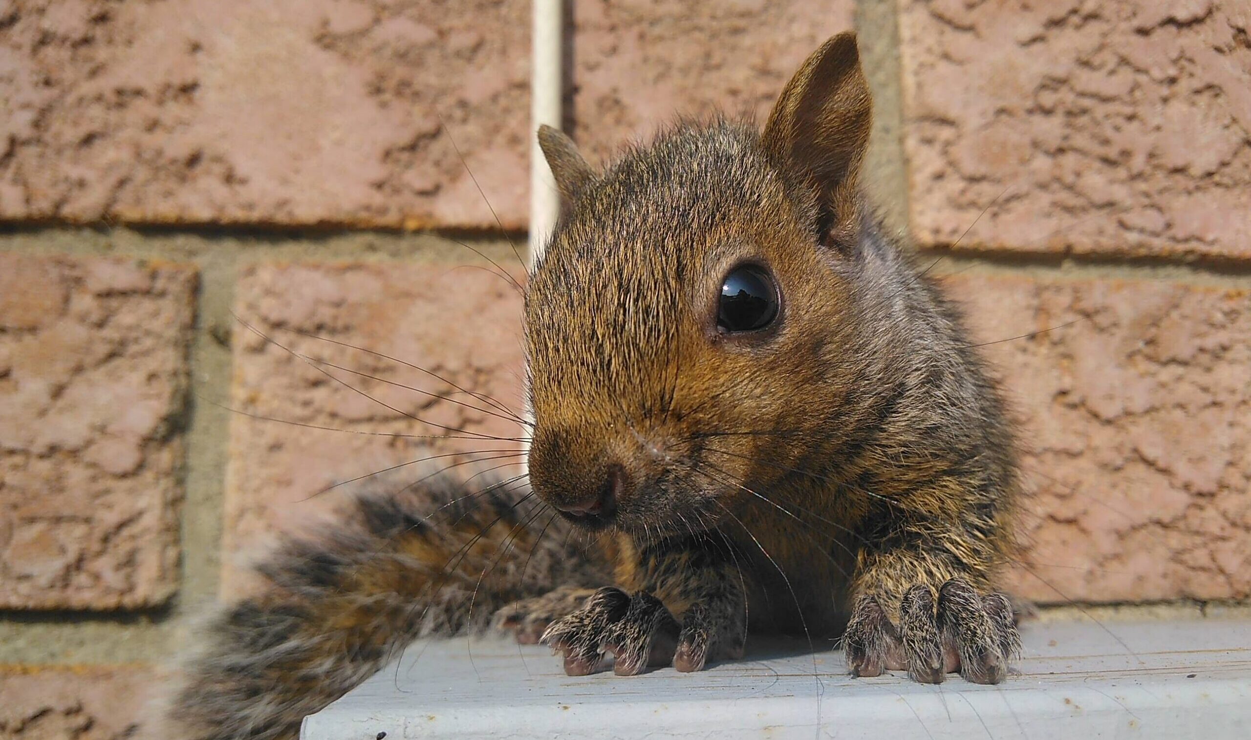 A juvenile eastern grey squirrel perched on a white metal ledge against a brick wall