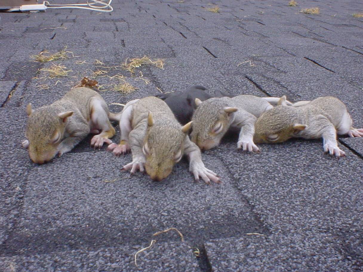 Baby squirrels on a Stittsville rooftop, discovered during a Skedaddle Ottawa humane inspection &mdash; no traps, no poison, no lethal removal.