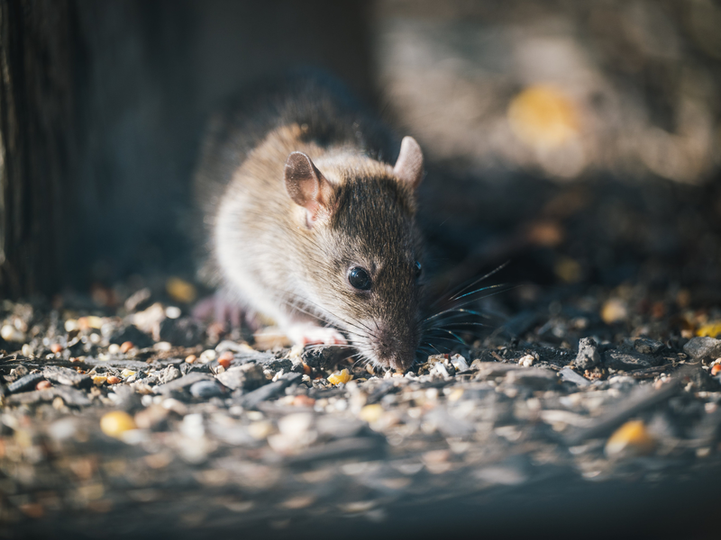 rat 2
