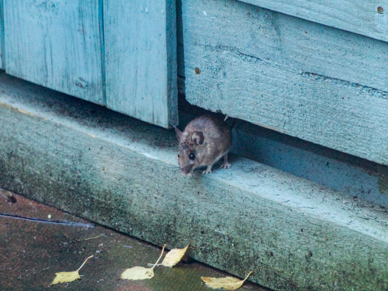 A small brown rat peeking out from an opening beneath light blue wooden shed siding