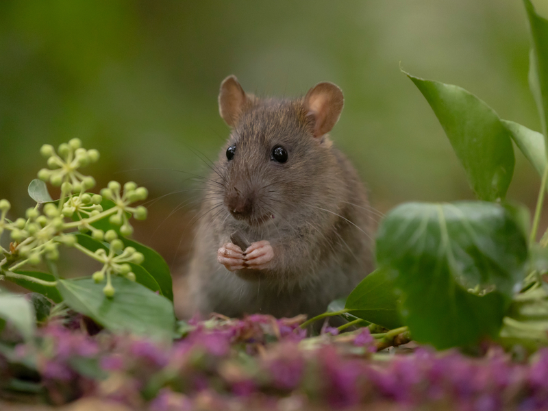 rat in garden