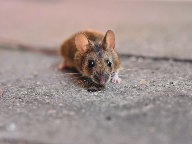 A tiny field mouse crouching close to the ground on a concrete pavement