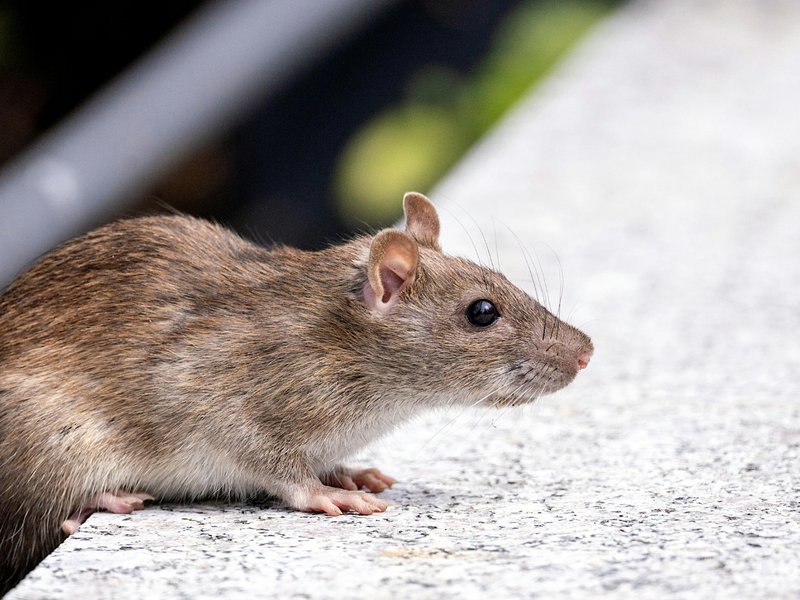 A brown Norway rat crawling out of an entry hole beneath a wooden shed foundation onto concrete pavement