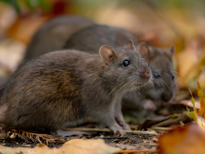 A close-up shot of two brown rats foraging among fallen autumn leaves