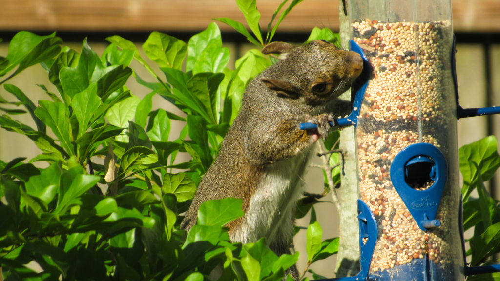 Sparrow Feeding at Hanging Tube Bird Feeder A small brown sparrow perched on a blue tube feeder filled with mixed bird seed