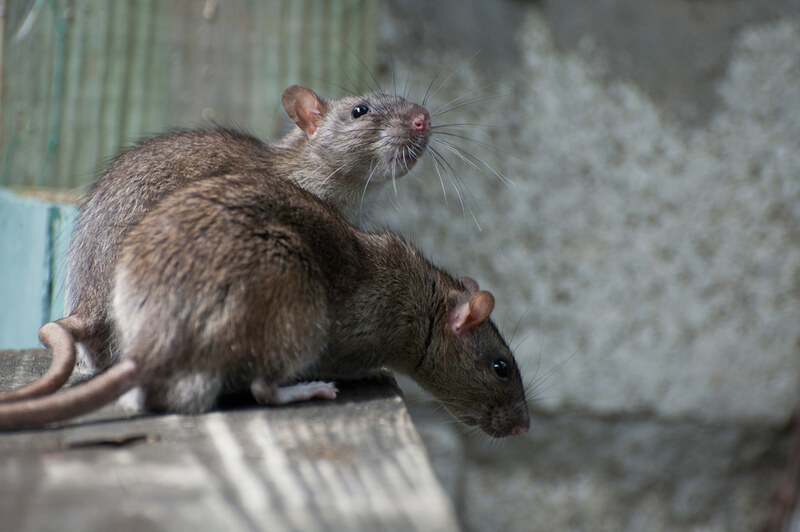 used BLOG 2. rattiest city