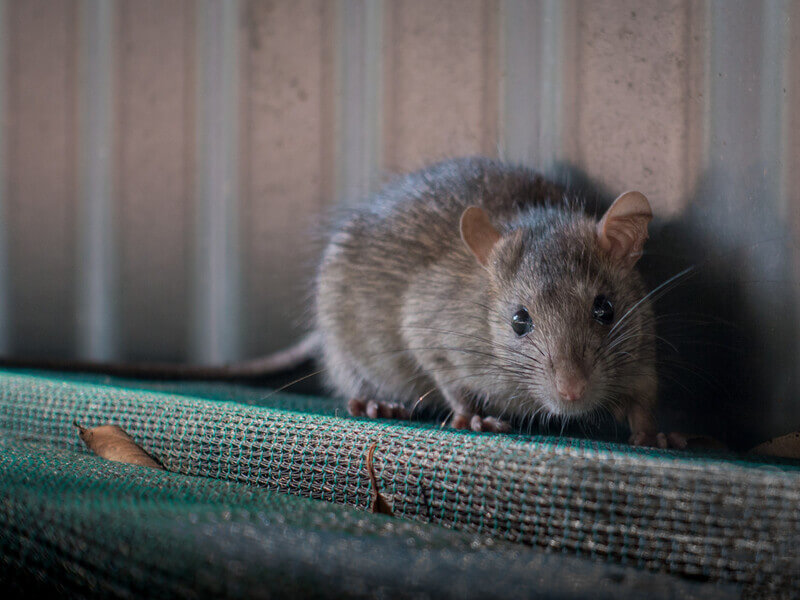 used houston rat feature image
