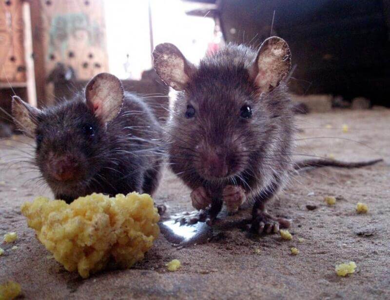 Two Young Brown Rats Feeding Indoors Two small brown rats eating dropped yellow food on the floor
