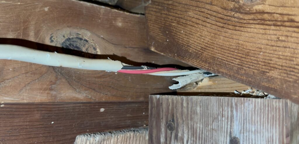 Attic Electrical Wiring Stripped and Chewed by Rodents Exposed electrical wiring with chewed white sheathing and exposed red and black wires running between attic wooden beams