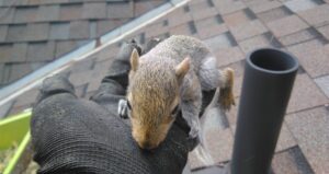 A wildlife technician wearing a dark protective work glove holding a small baby squirrel on a shingled residential roof