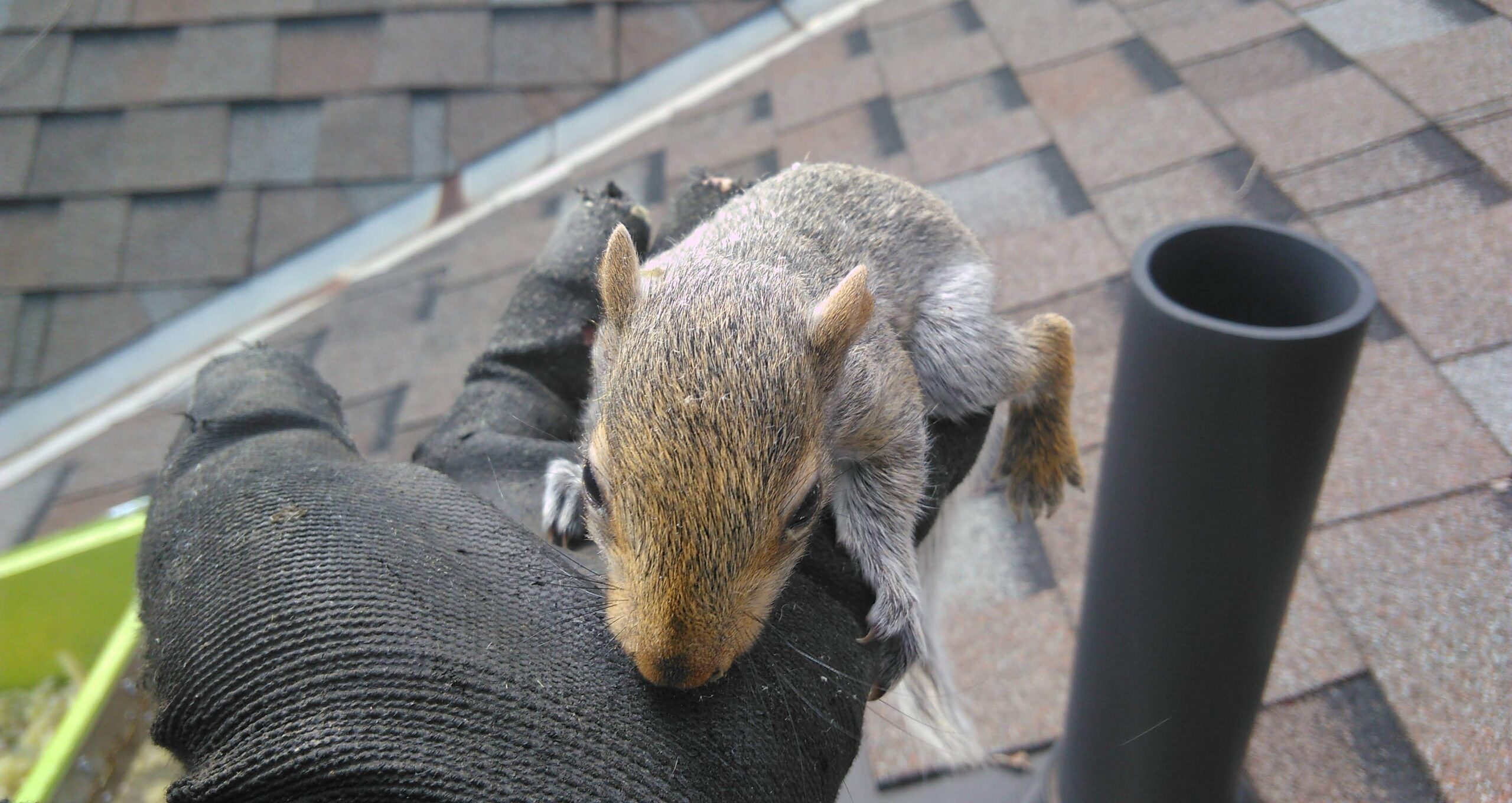 A wildlife technician wearing a dark protective work glove holding a small baby squirrel on a shingled residential roof
