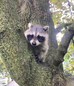 A small baby raccoon peering out from the crotch of a mossy tree trunk